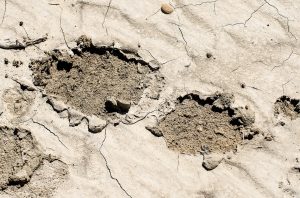footprint in mud