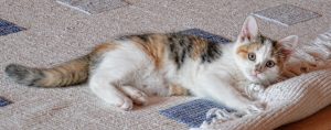 cat hair on carpeting